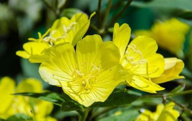 Масло примулы вечерней при беременности