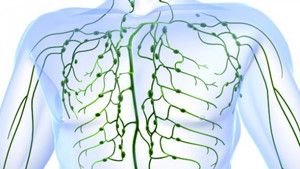 Корень солодки: очищение лимфы